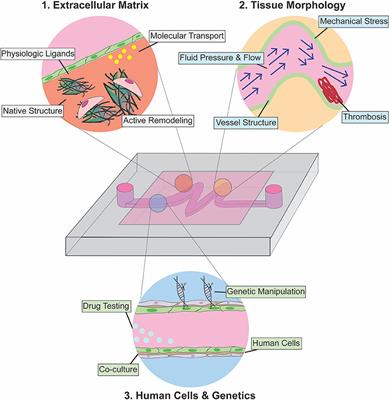 Microfluidic and Organ-on-a-Chip Approaches to Investigate Cellular and Microenvironmental Contributions to Cardiovascular Function and Pathology